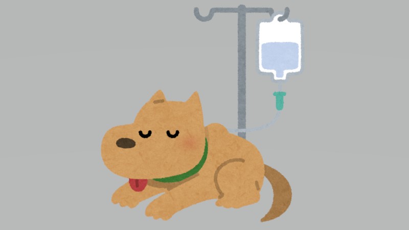 犬の難治がんに新たな希望　免疫療法で生存…